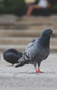 Απώθηση πτηνών