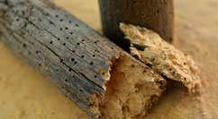 Απολύμανση σε ξυλοφάγα έντομα