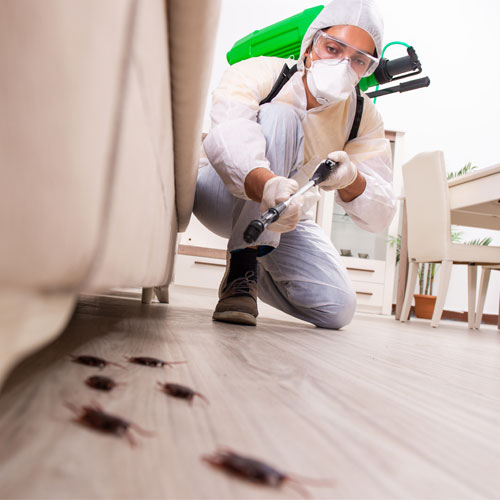 Εισβολή από παράσιτα στο σπίτι μας