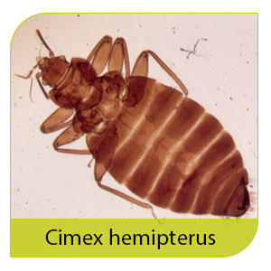 κοριοί είδος cimex hemipterus