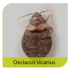 είδος κοριού oeciacus vicarius