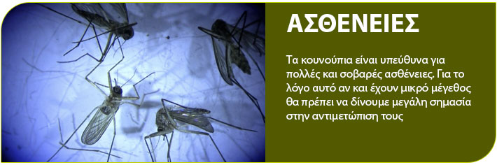 ασθένειες απο τα κουνούπια 
