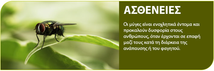  μύγα ασθενειες