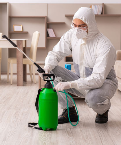 απολύμανση ψύλλων 