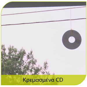 πτηνων αποτελεσματική αντμετώπιση με κρεμασμένα cd