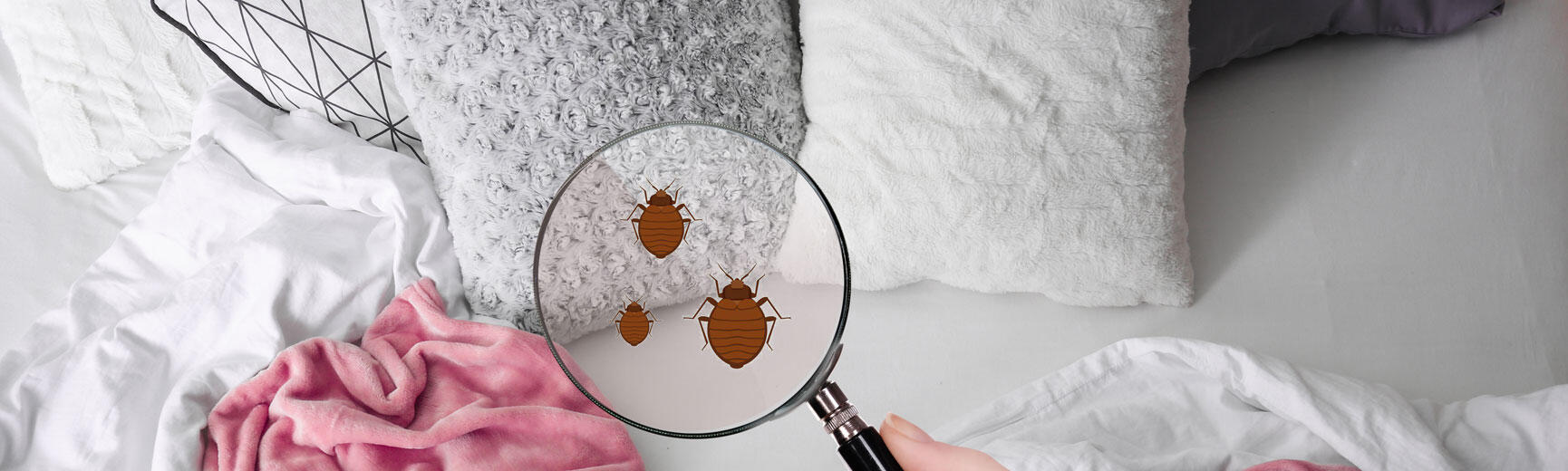 καταπολέμηση και αντιμετώπιση κοριών